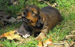 AKCminidachshunds